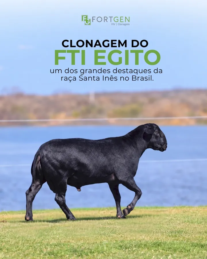Clonagem do carneiro FTI Egito, raça Santa Inês